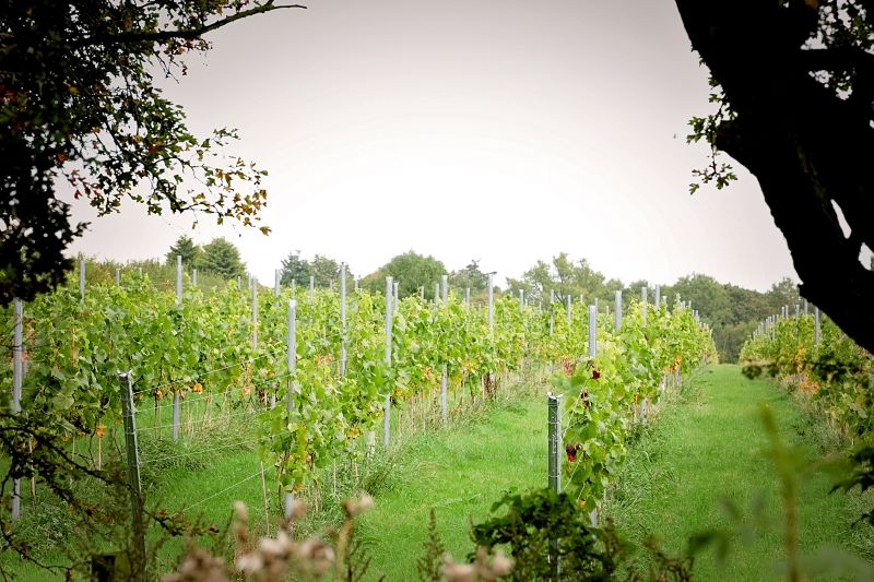 Photo of the Vineyard at Hanwell on a sunny day